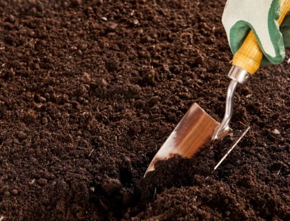 Unidentified hand using trowel in soil bed
