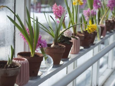 greenhouse, flowers