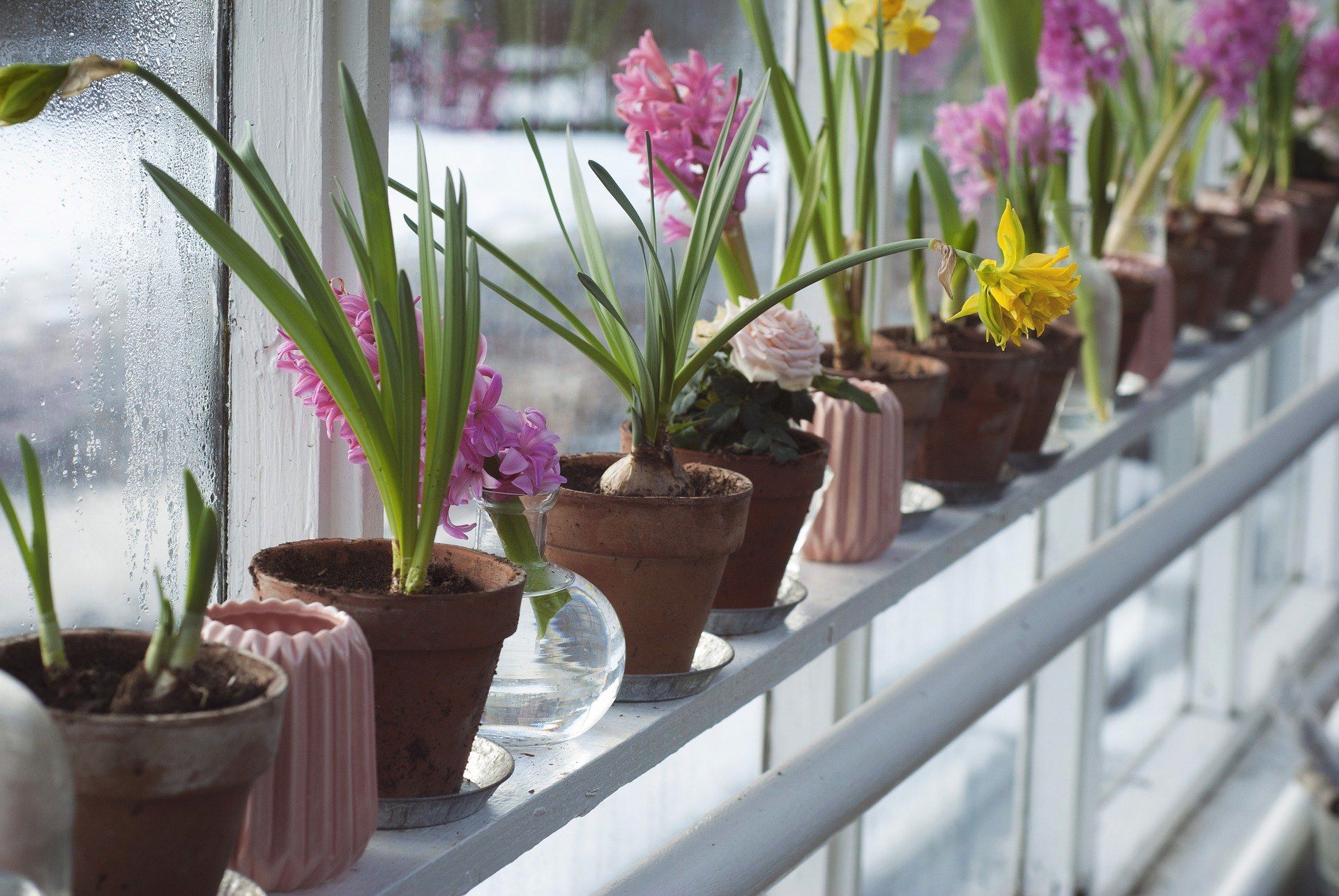 greenhouse, flowers