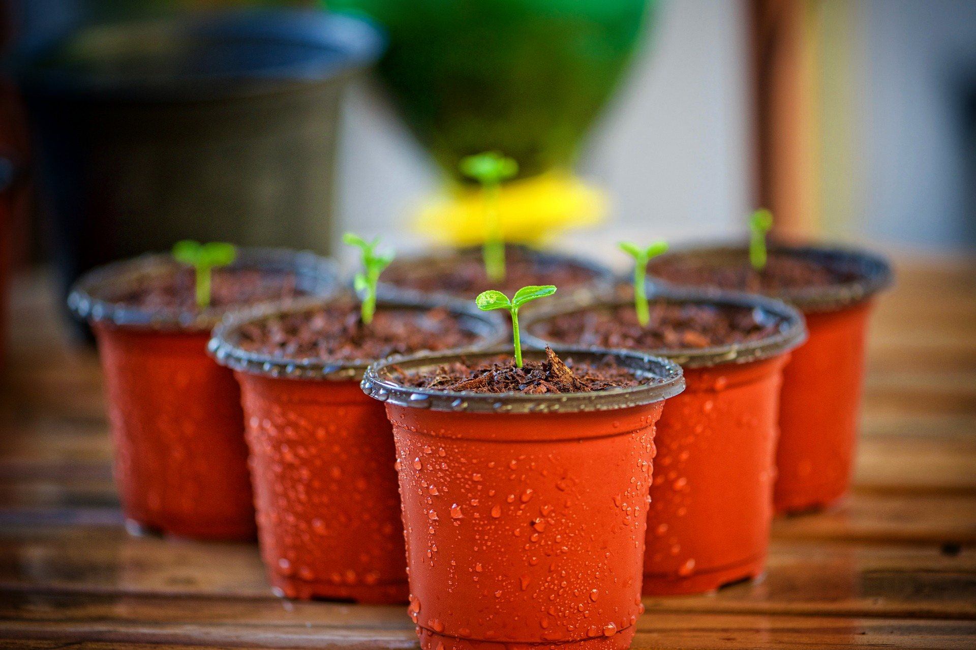 container gardens, fall garden