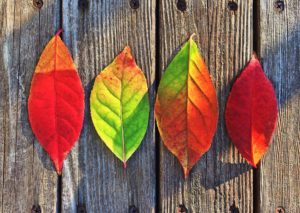 Fall home improvement projects