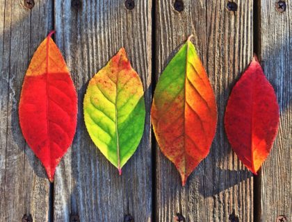 Fall Leaves in Deck