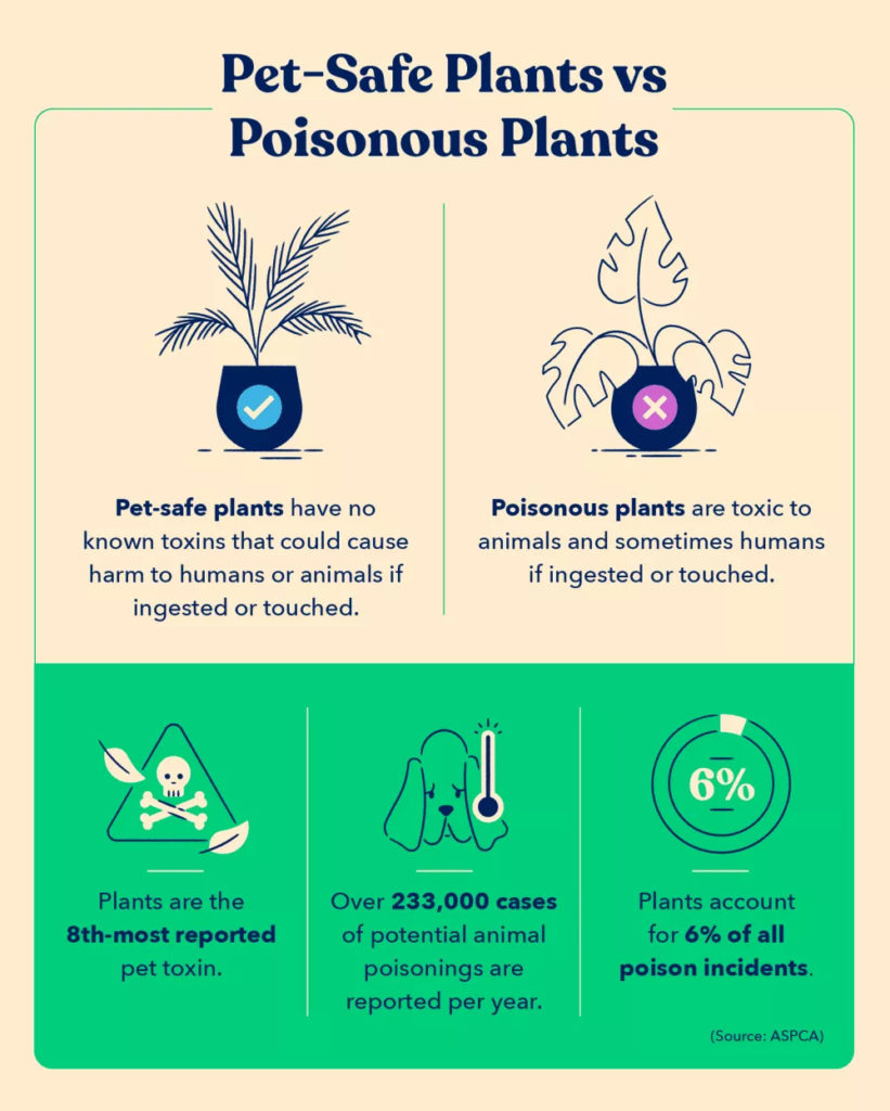 Pet Safe Plants: What Makes a Plant Pet-Safe?