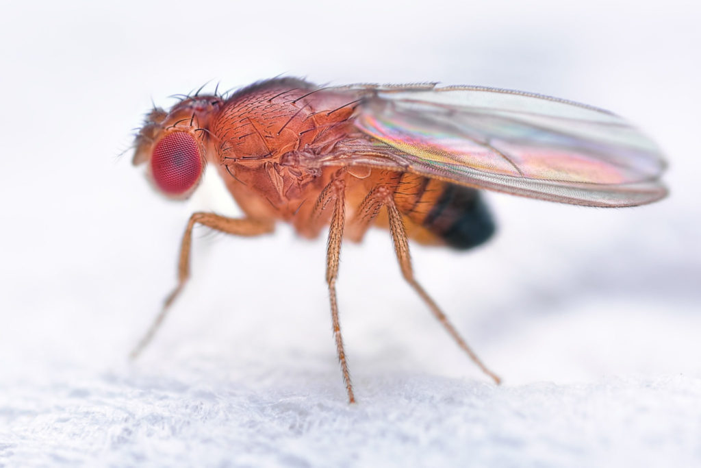 mosca da fruta