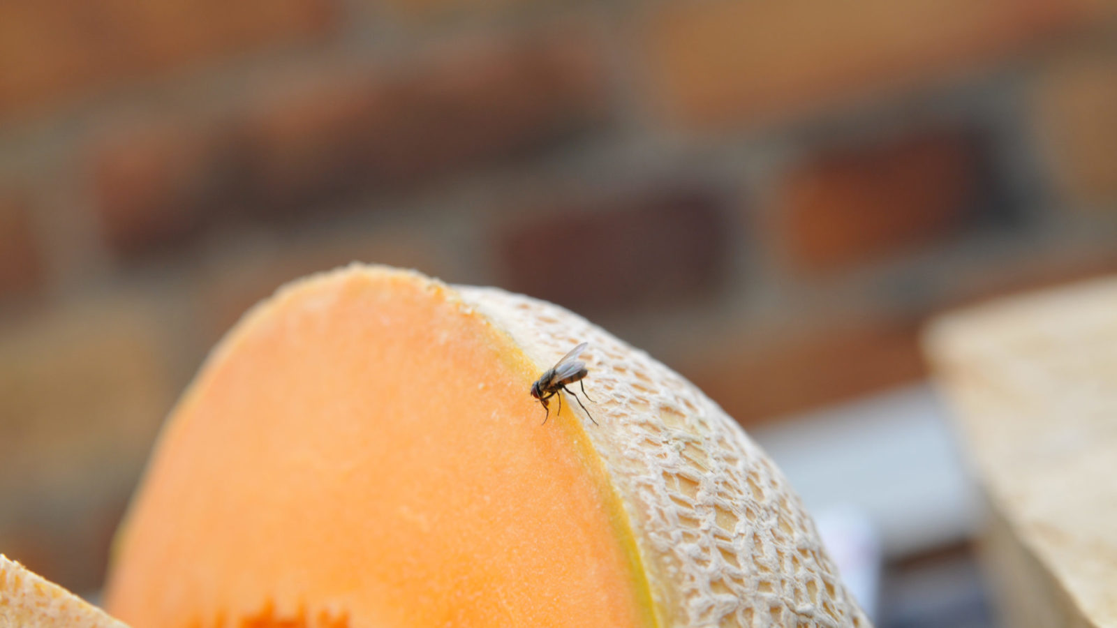 Fruit fly on a cantaloupe melon