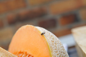 Fruit fly on a cantaloupe melon