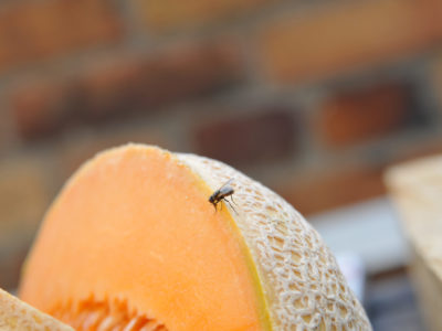 Fruit fly on a cantaloupe melon