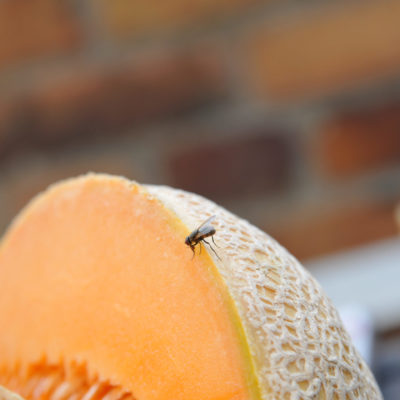 Fruit fly on a cantaloupe melon