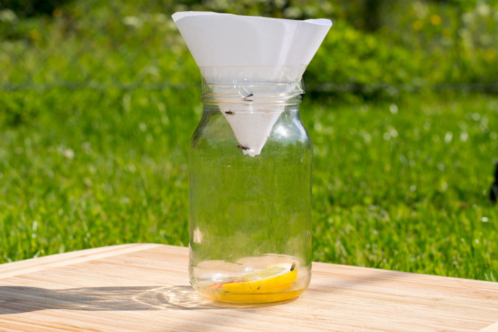 Homemade fruit fly trap