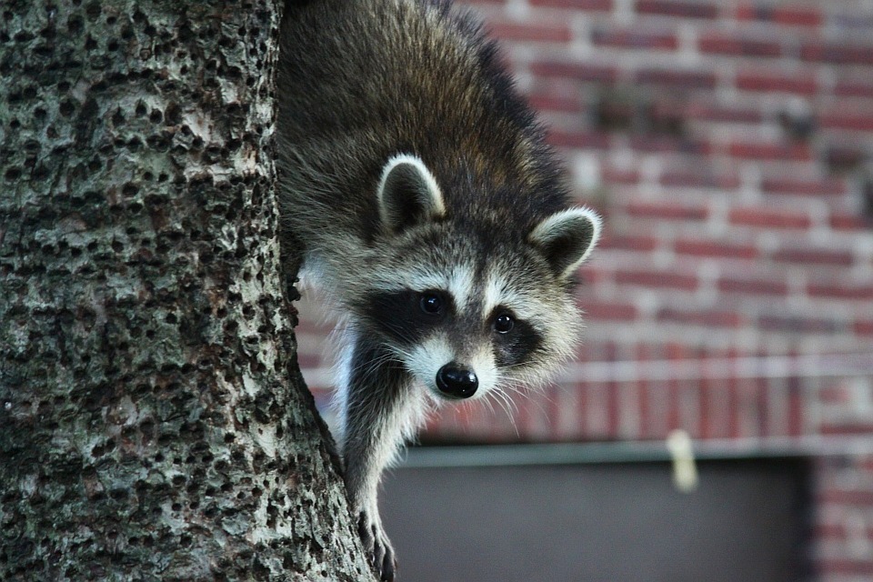 racoon