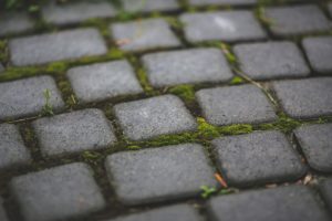 moss, patio, paver
