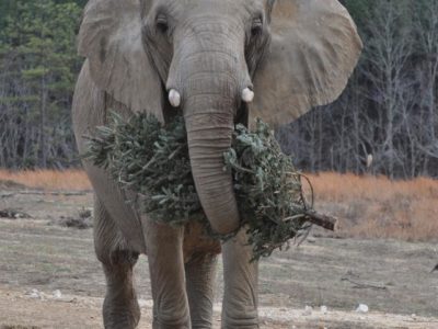 Christmas Tree Recycling