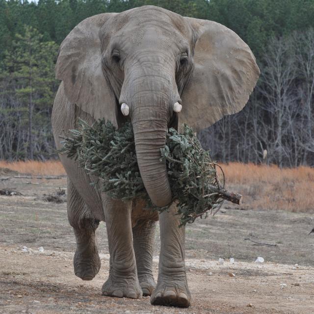 Christmas Tree Recycling