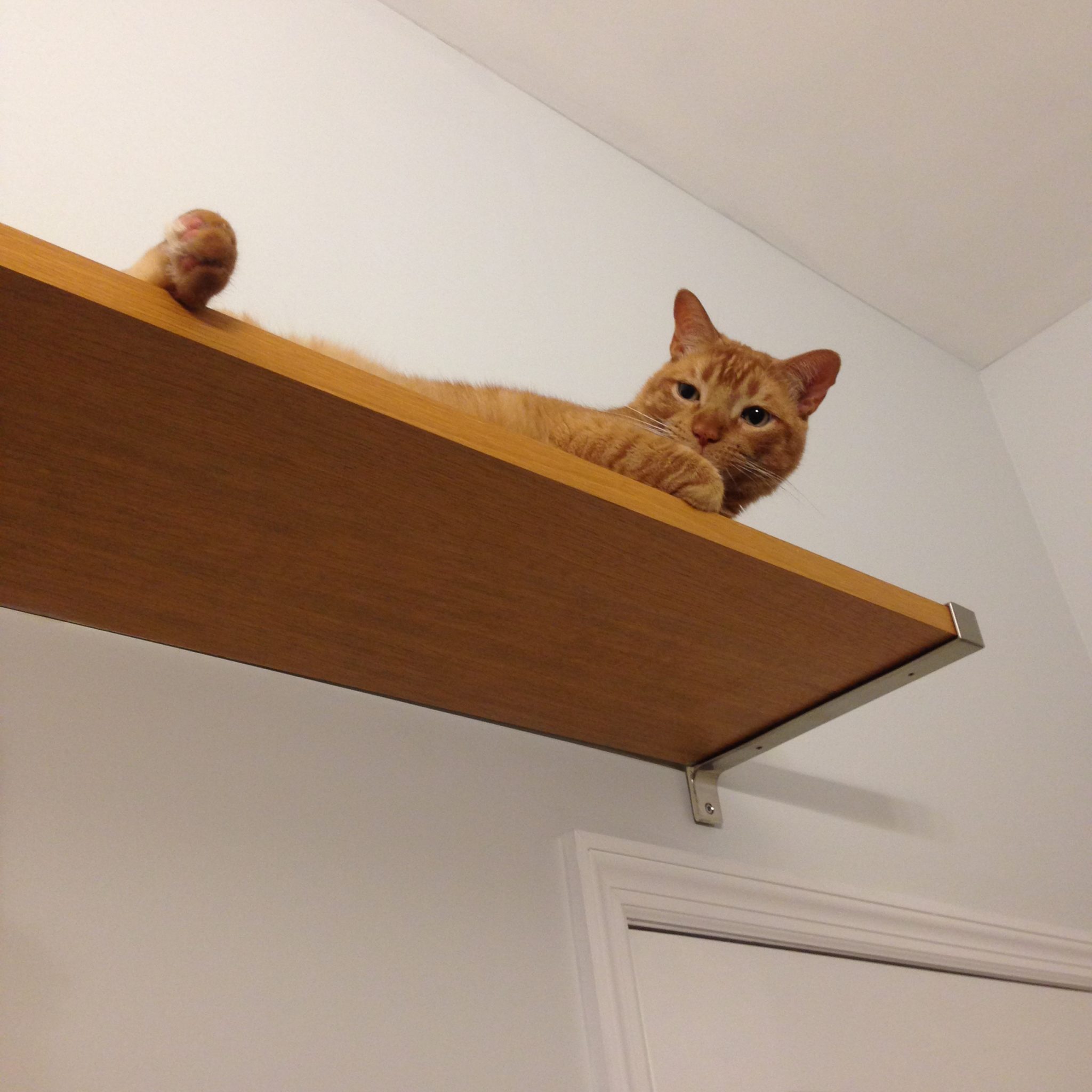 catwalk shelf