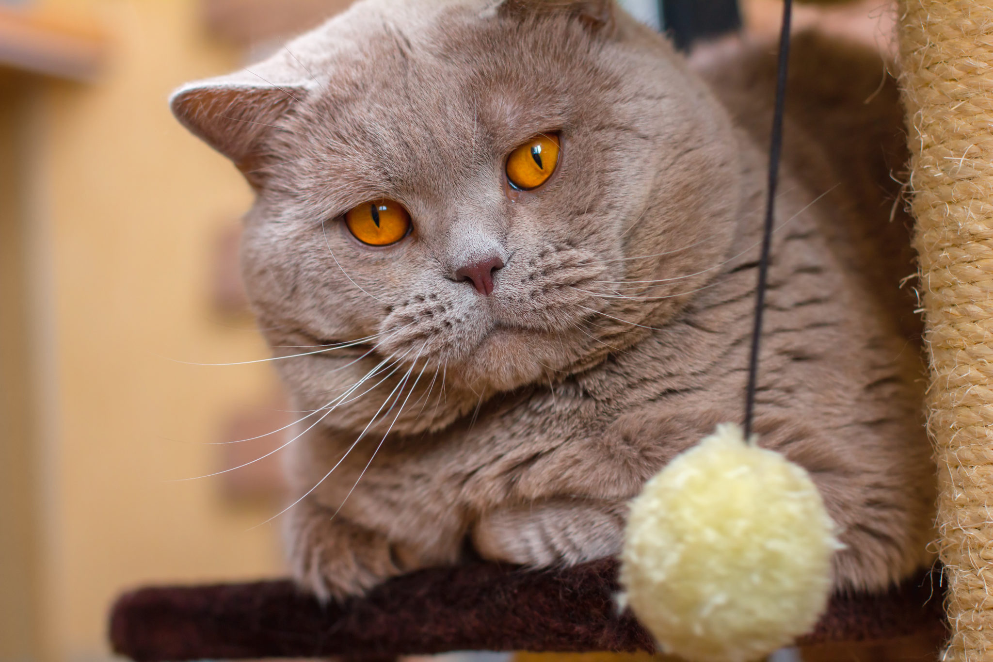 catwalk shelf, allergy prevention