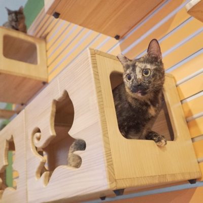 catwalk shelf