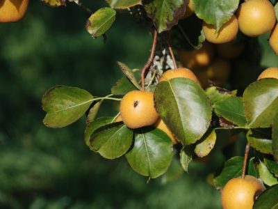 invasion of fruit flies