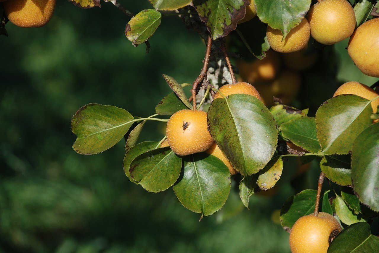 invasion of fruit flies