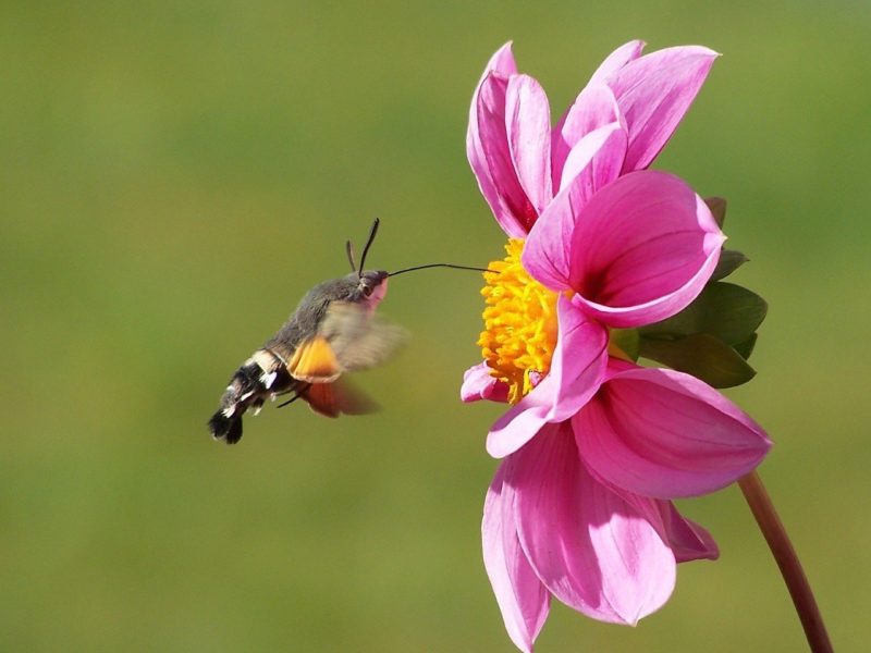 Homemade Hummingbird Food: 4 Do's & Don
