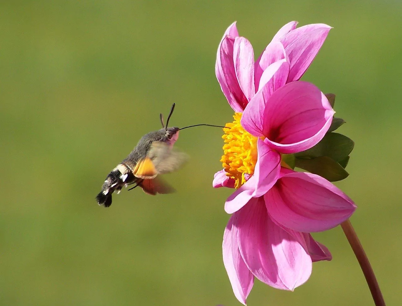 Hummingbird flying to a flower