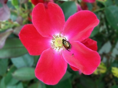 fend off Japanese beetles