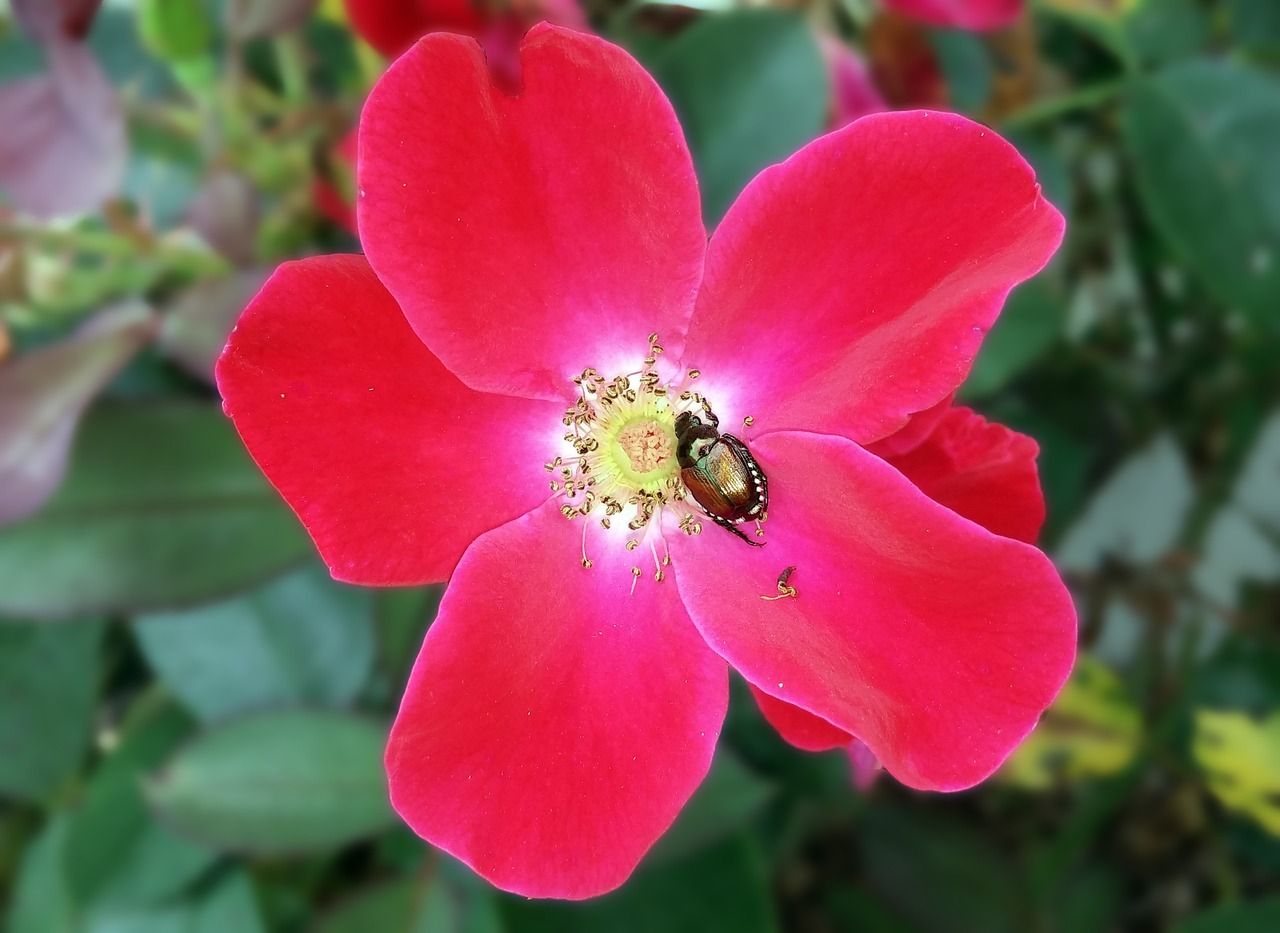 fend off Japanese beetles