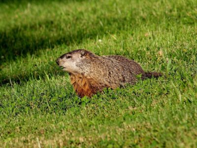 Repelling woodchucks