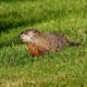 Repelling woodchucks