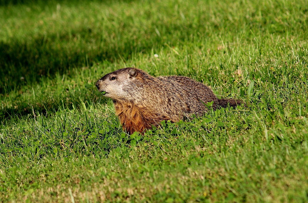 Repelling woodchucks