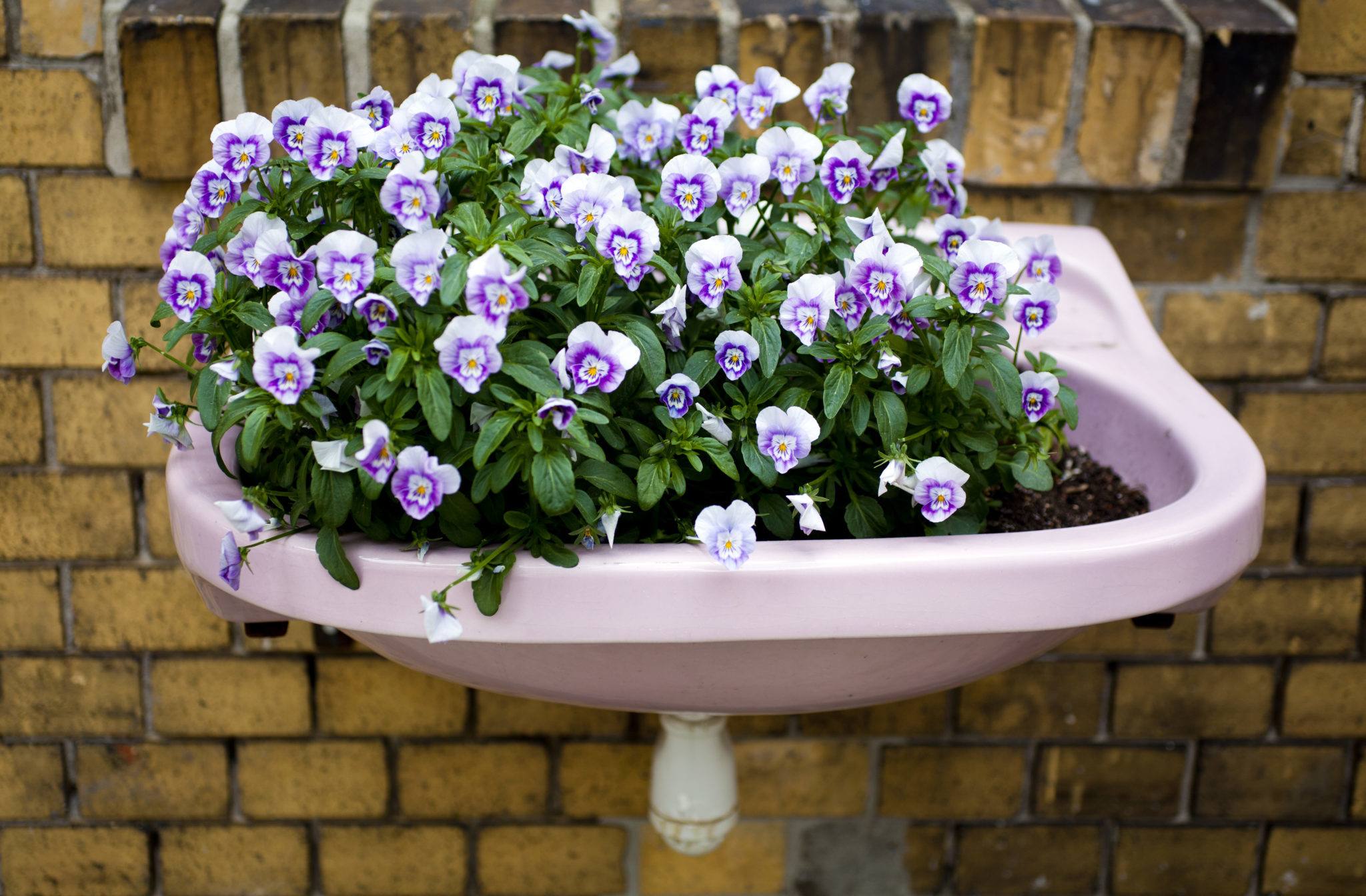 container garden