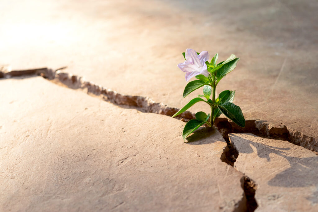 Plant grows up through a crack in a concrete porch