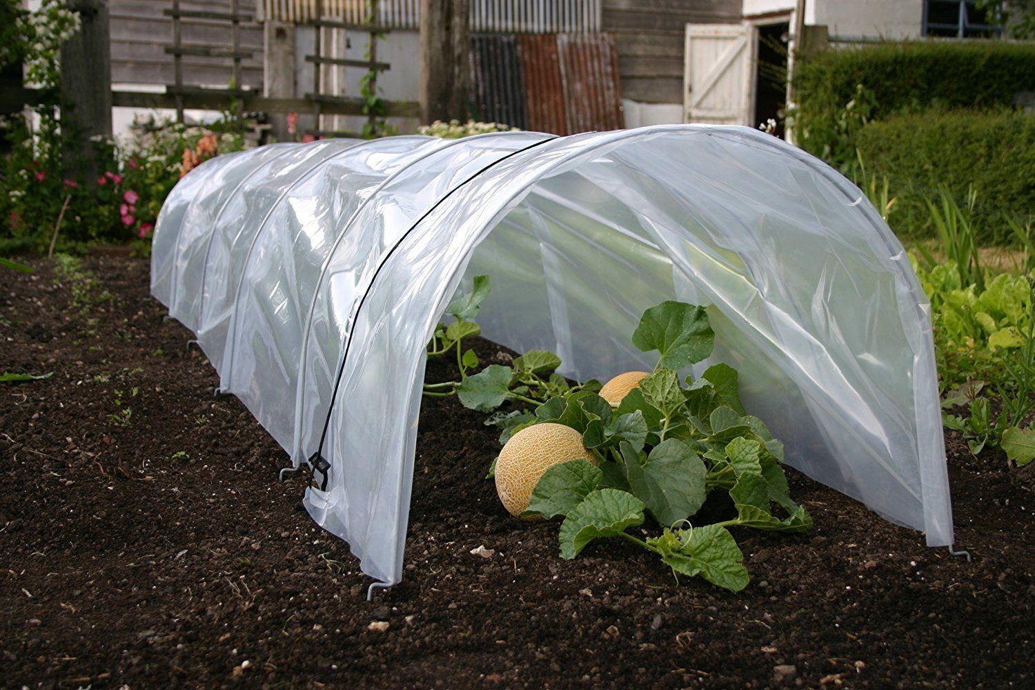 Small polytunnel greenhouse with melons growing inside.