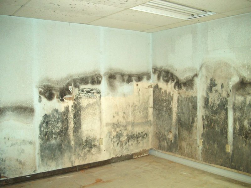 Mold In Basement Walls The Money Pit - How To Check For Mold In Basement Wall