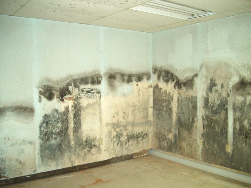 can you paint over mold in basement