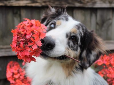 Dog holding flower in his mouth