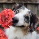 Dog holding flower in his mouth