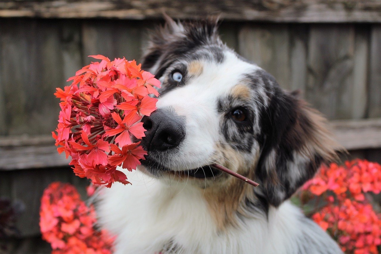 Dog holding flower in his mouth