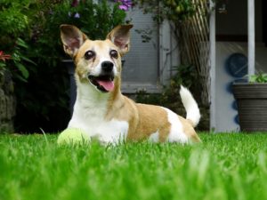 Dog laying on grass