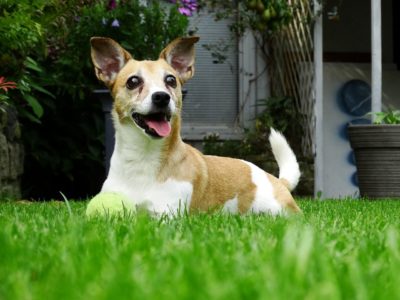 Dog laying on grass