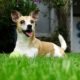 Dog laying on grass in a backyard