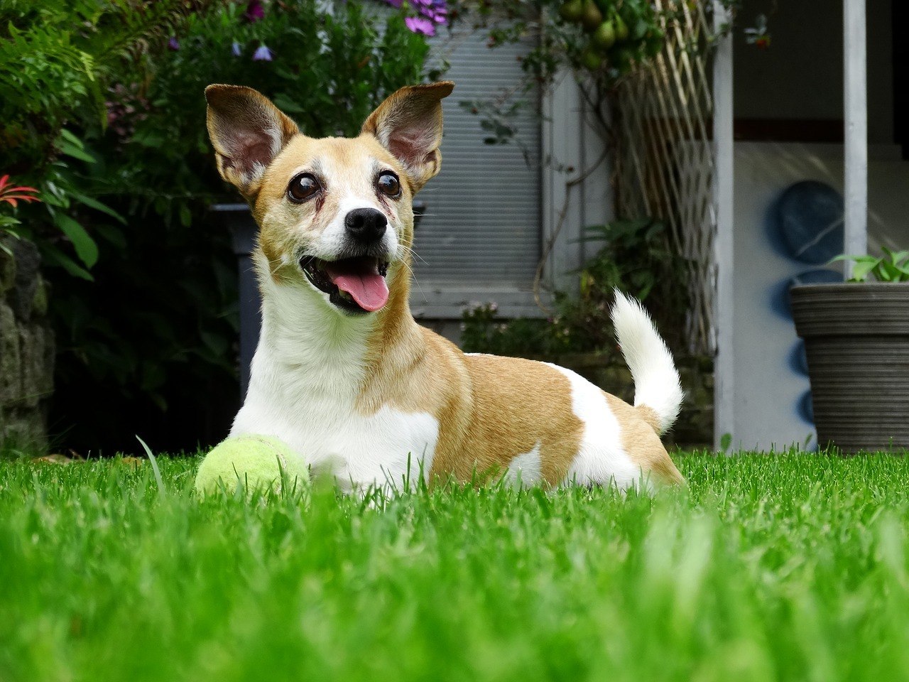 Dog laying on grass in a backyard