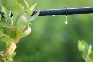xeriscape, drip irrigation, fall garden