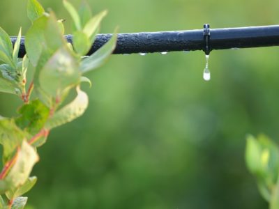 xeriscape, drip irrigation, fall garden