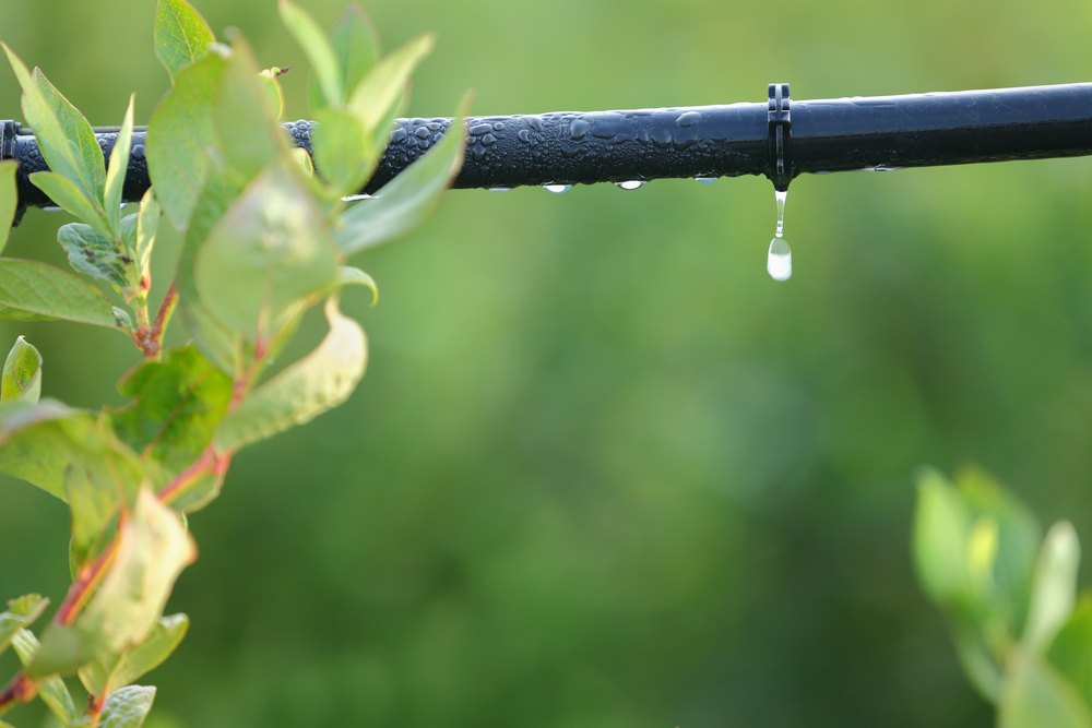 xeriscape, drip irrigation, fall garden