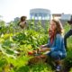 community garden