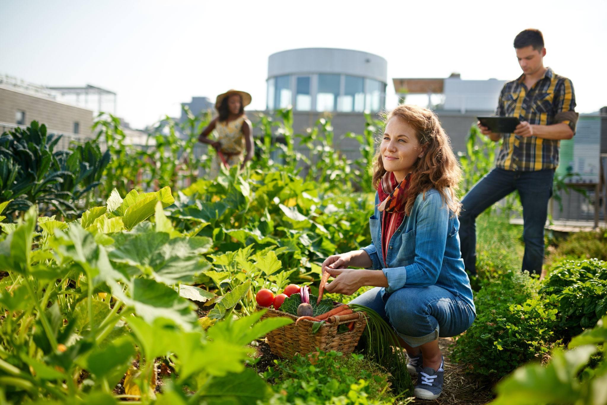 community garden