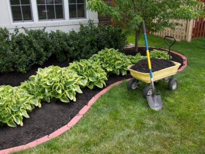 Mulching bed around the house and bushes