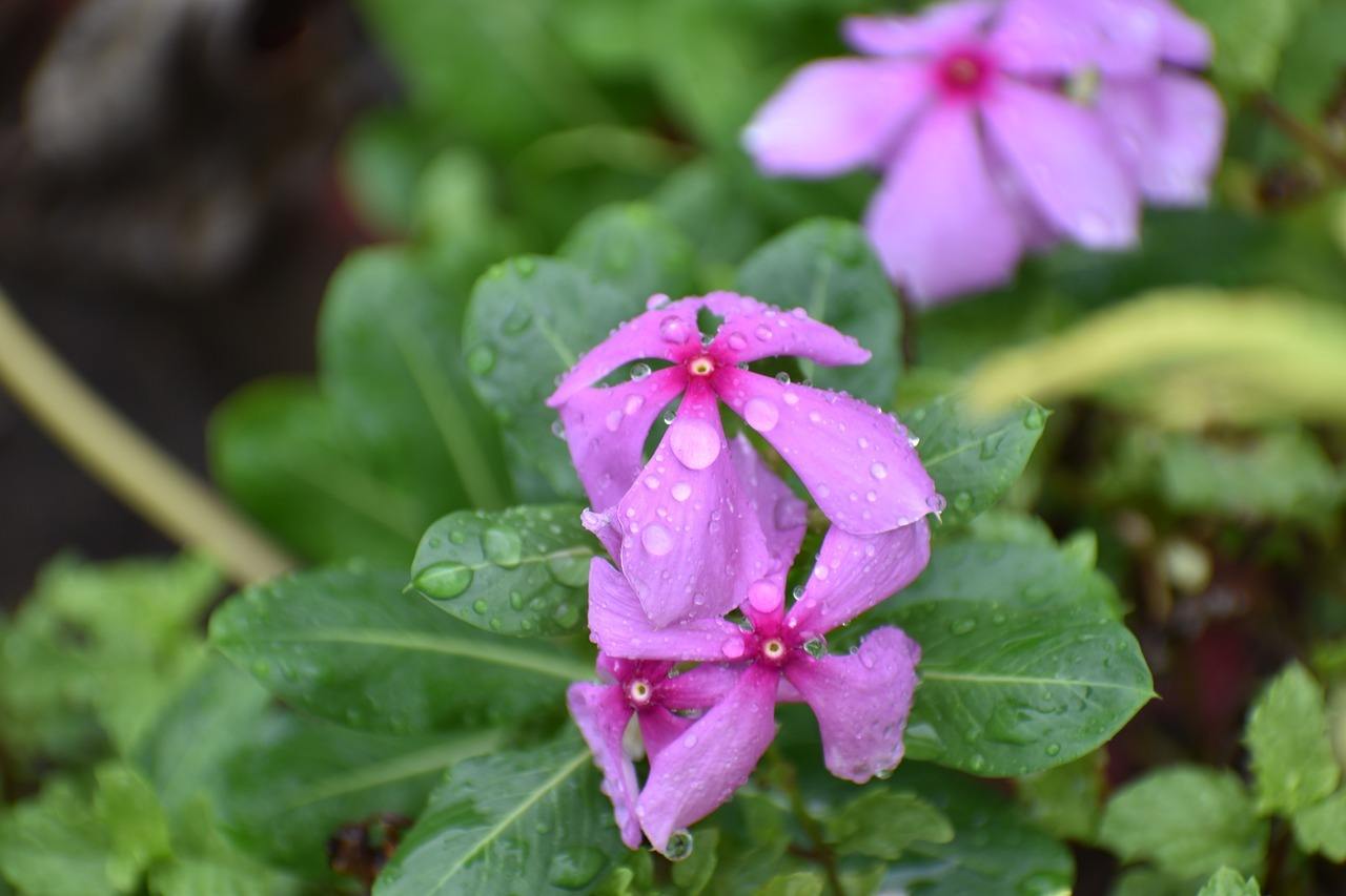 southern gardening