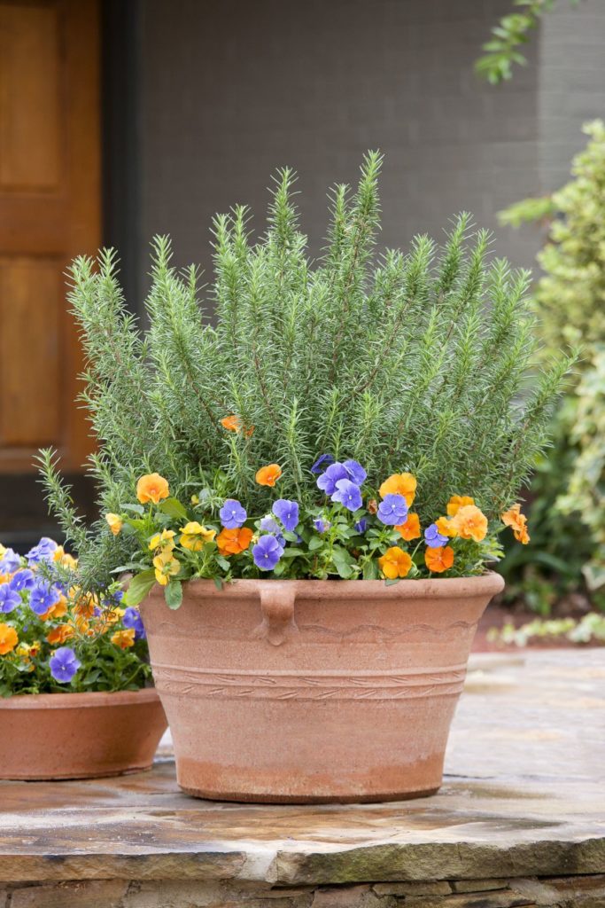 Rosemary homemade tick repellent