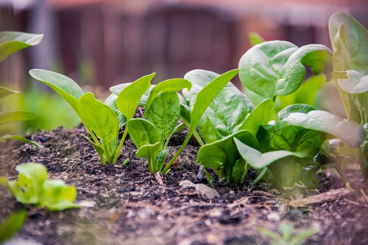 vegetables to plant now